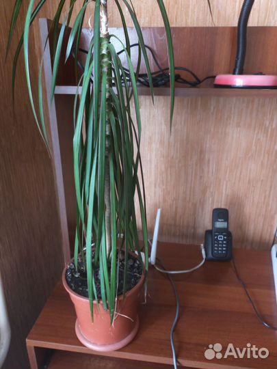 Пальма драцена