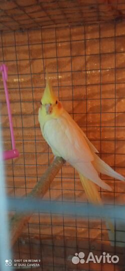 Попугай корелла девочка