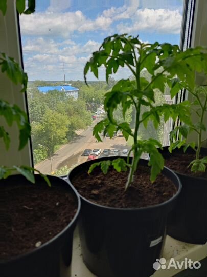 Рассада помидор черри, можно выращивать на окне