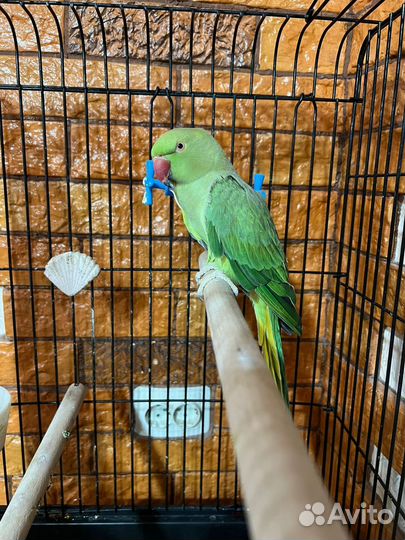 Ожереловый попугай