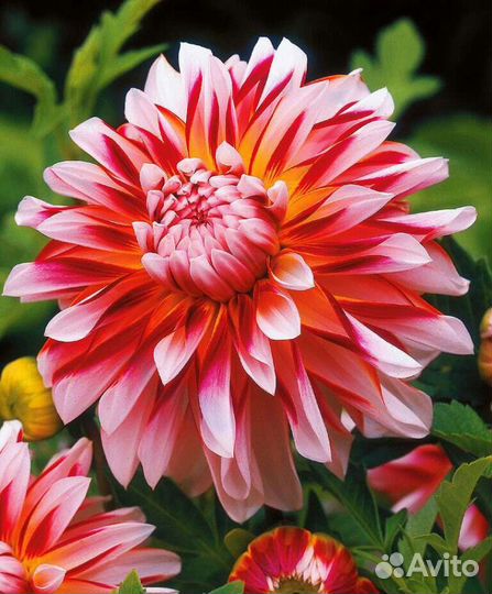 Георгины многолетние саженцы