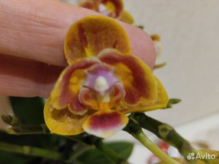 Орхидея фаленопсис мультифлора бабочка