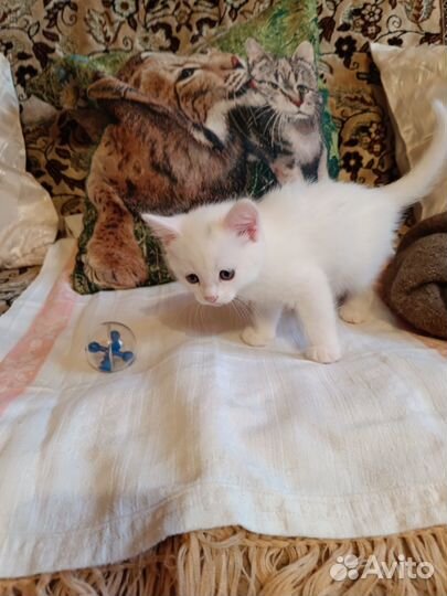 Очаровательные котята в добрые руки