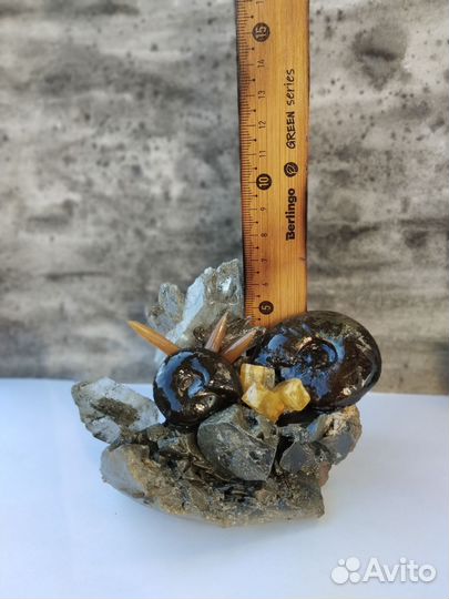 Окаменелости аммониты