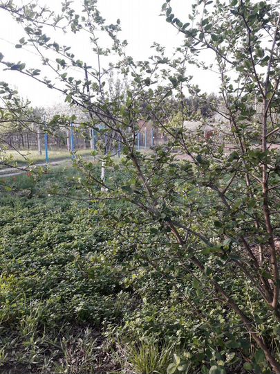 Участок 10 сот. (СНТ, ДНП)