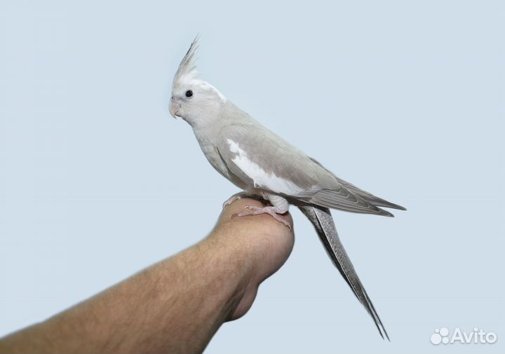 Кореллы выкормыши / ручные. Питомник. Доставка