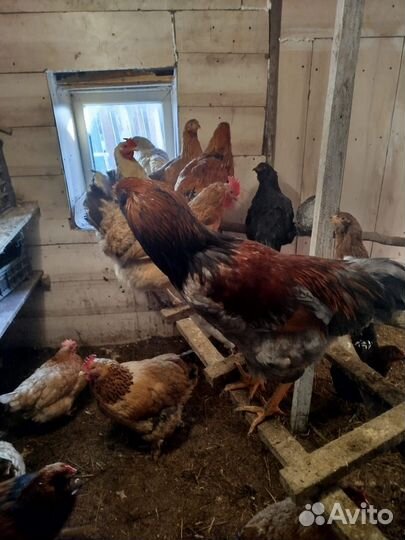 Красивые петухи