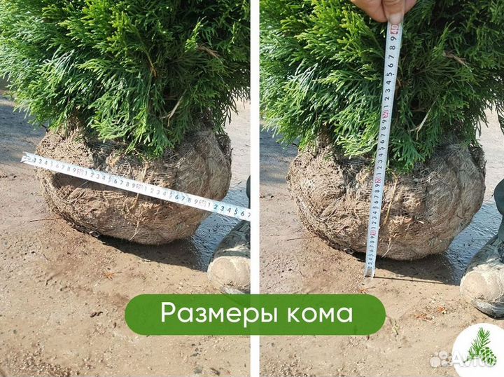 Туя Смарагд 1,3м от 15шт. Доставка