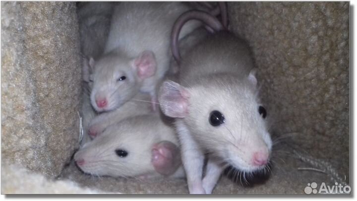 Крысята Дамбо. Крысы окрас шампань. Питомник