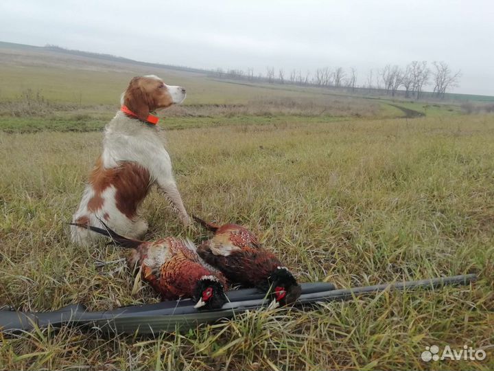 Эпаньол Бретон - Вязка