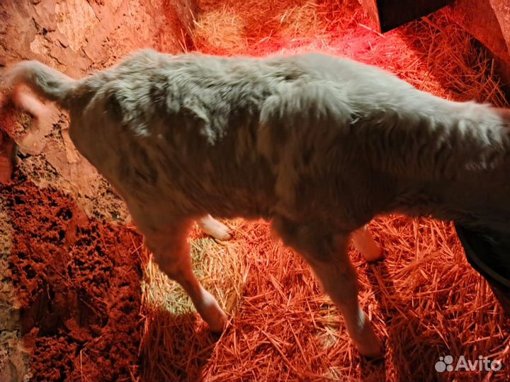 Телята телки