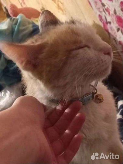 Отдадим кошечку в хорошие руки. Бесплатно