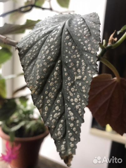 Декабрист- цветы комнатные