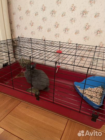 Декоративный кролик с клеткой