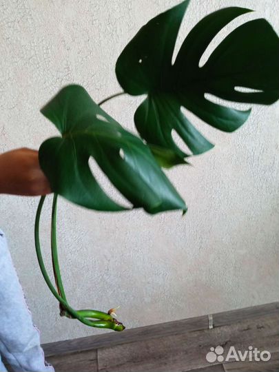 Детки этой 10 летней красавицы монстеры