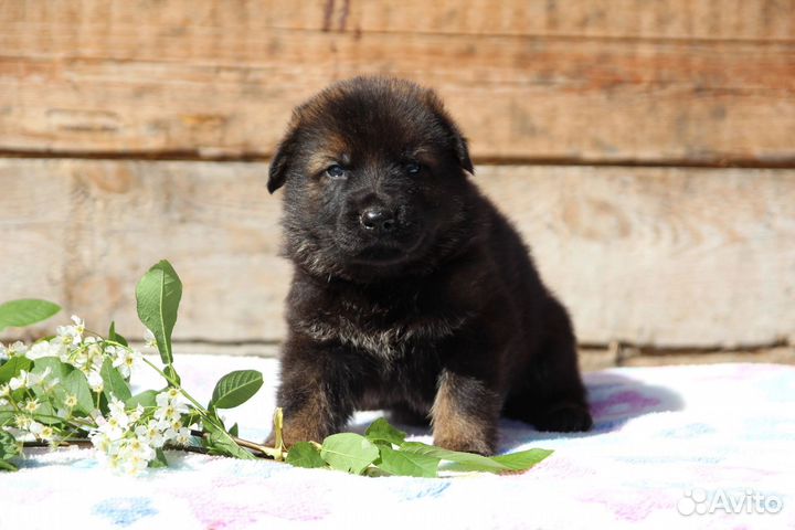 Щенки немецкой овчарки рабочего разведения