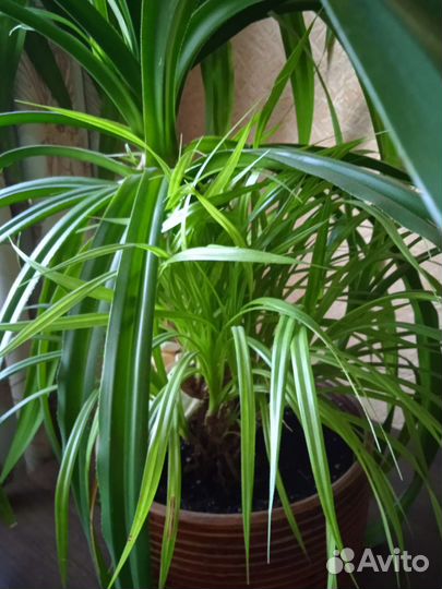 Пальма панданус