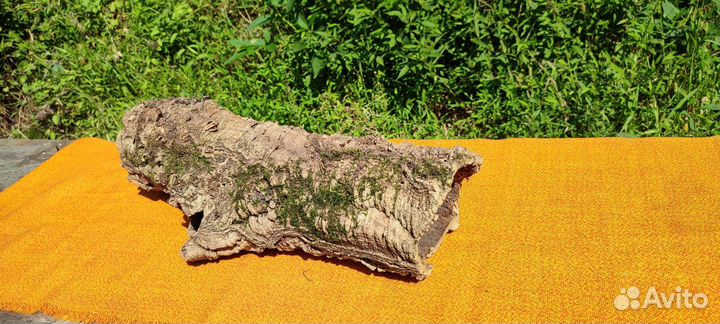 Кора пробкового дуба