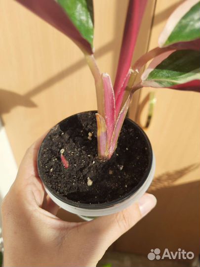 Строманта триколор