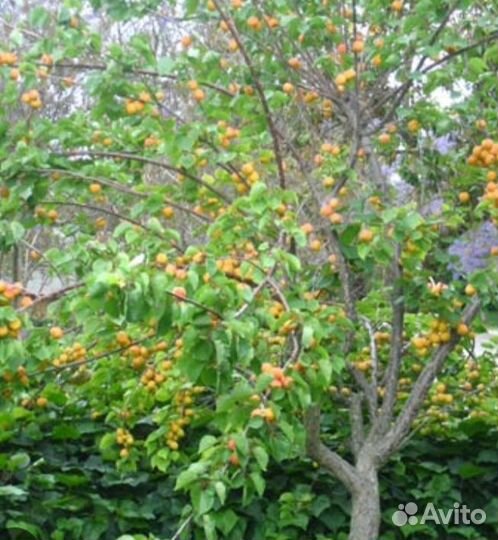 Саженцы абрикос