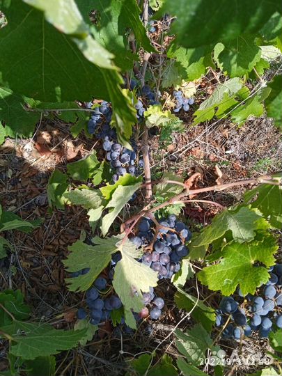 Продукты питания