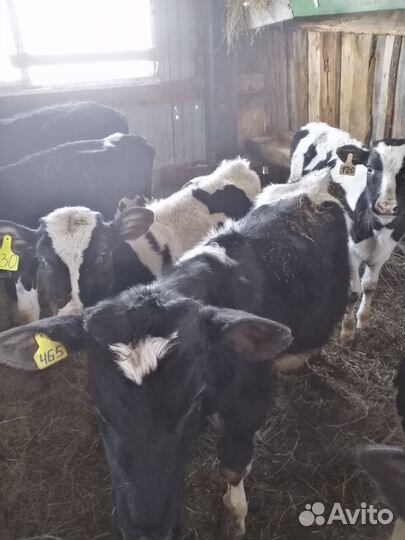 Телята бычки