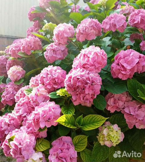 Крымска роза