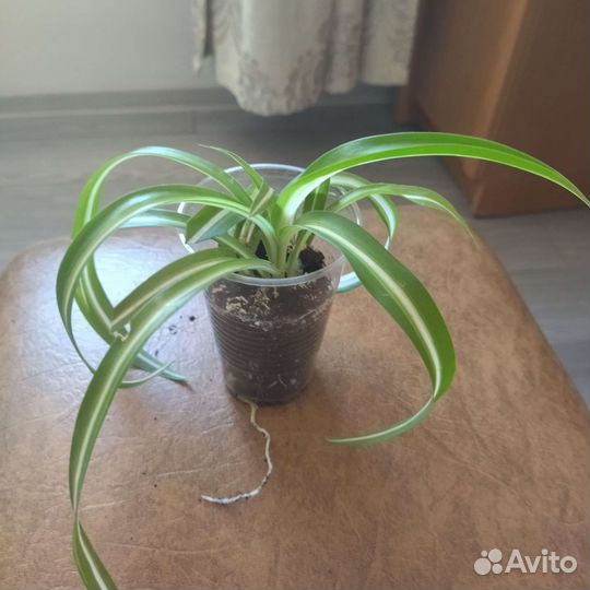 Хлорофитум кудрявый