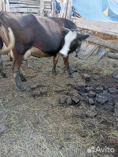 Продам корову