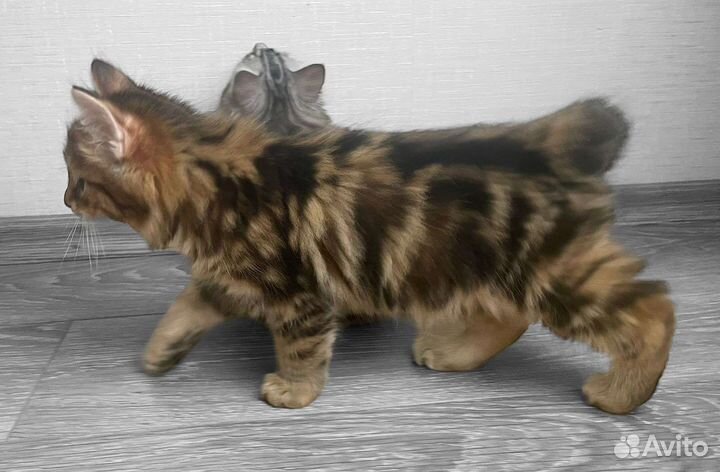 Котята Курильский бобтейл