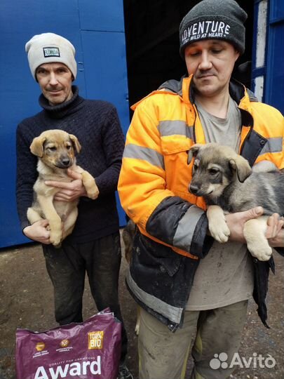 Щенки отличной сторожевой собоки