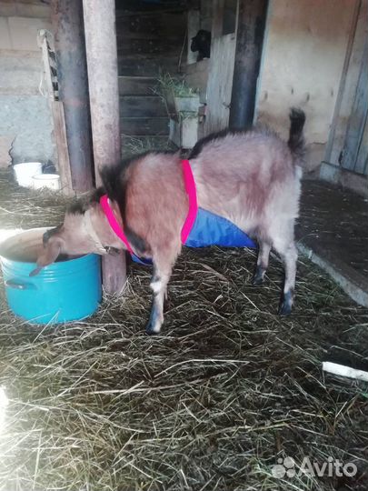 Фартук для козлов и баранов