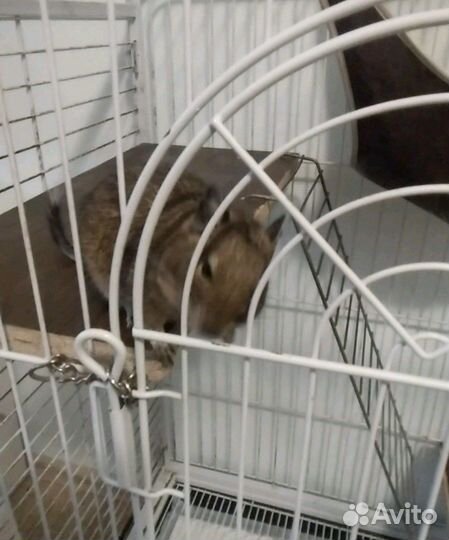Клетка для грызунов или попугая