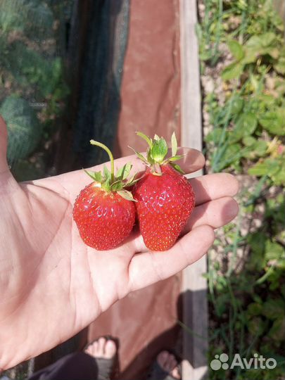 Рассада клубники. Азия, чёрный принц, фестивальная