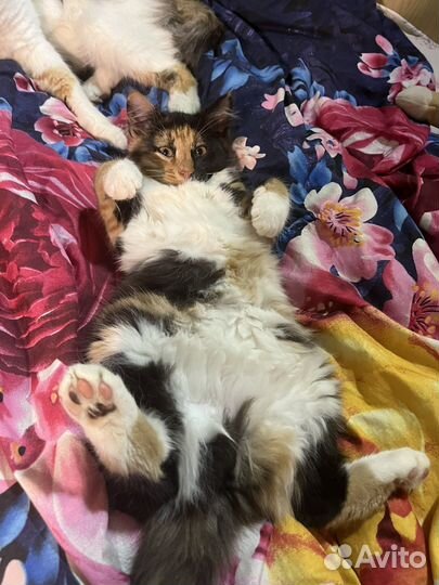 Трехцветный котенок девочка