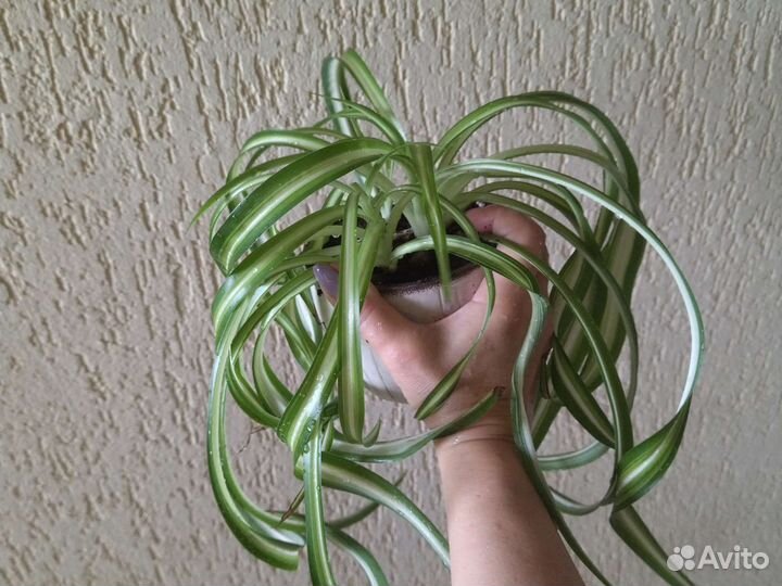 Ретродержатель березка Хлорофитум кудрявый