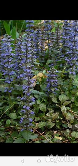 Живучка ползучая (аюга) / барвинок/ хоста
