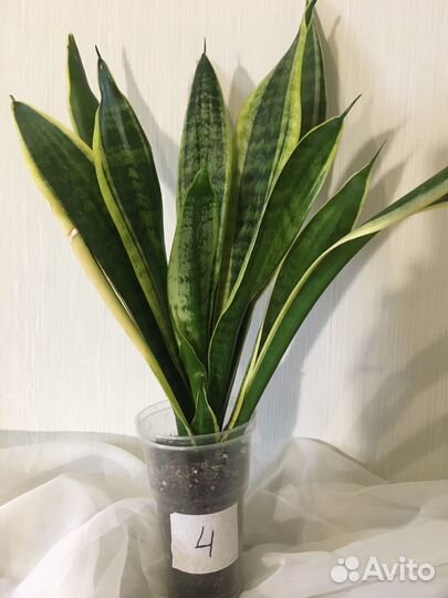 Сансевиерия