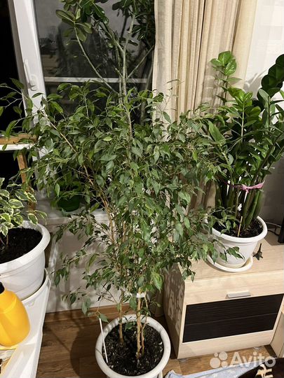 Фикус бенджамина большой