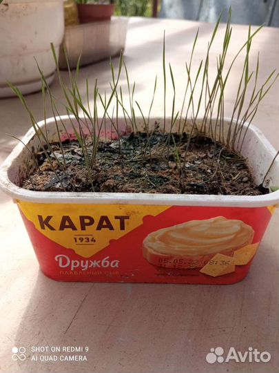 Ячмень гривастый