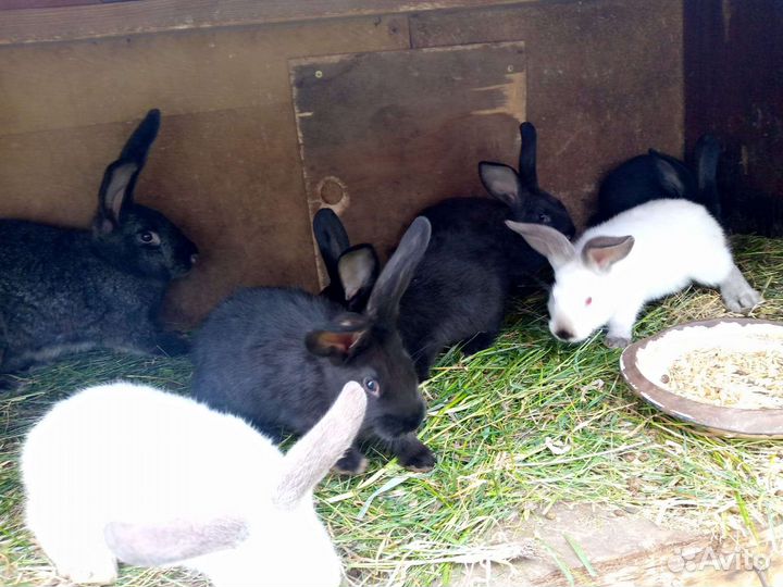 Крольчата