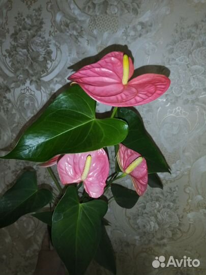 Антуриум Ванилла