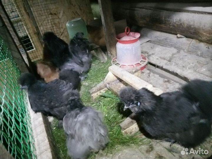 Куры, 3 семьи