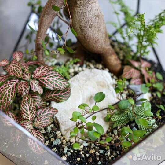 Флорариум с бонсай
