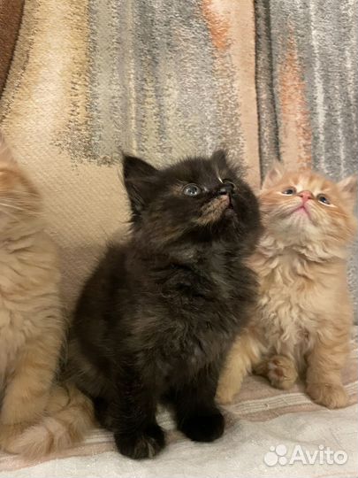 Котята в добрые руки 1,5 месяца