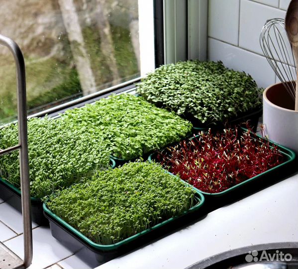 Набор для выращивания микрозелени