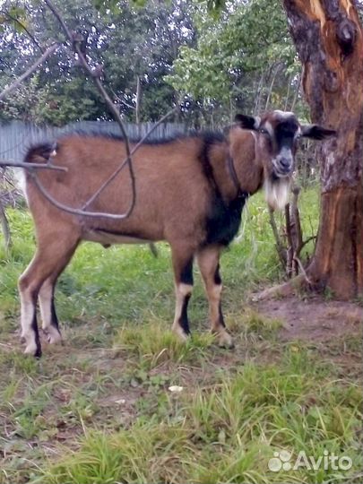 Дойная коза и козел