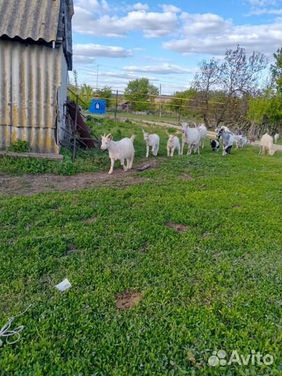 Продаются козы