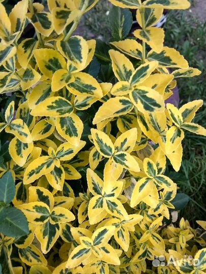 Бересклет японский, пион Древовидный