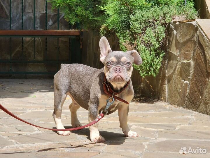 Лиловый парень